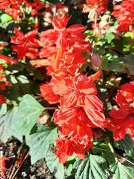 Image result for Salvia splendens