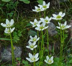 Attēlu rezultāti vaicājumam “Parnassia palustris leaf”