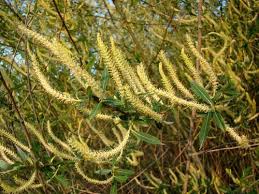 Attēlu rezultāti vaicājumam “Salix triandra male flower”
