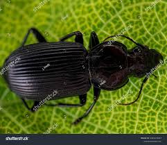 Attēlu rezultāti vaicājumam “Pterostichus melanarius”