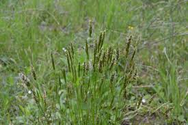 Attēlu rezultāti vaicājumam “Hierochloe odorata”