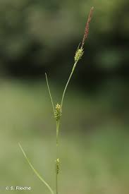 Attēlu rezultāti vaicājumam “Carex hostiana”