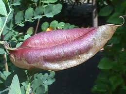 Image result for Colutea x media (arborescens x orientalis)