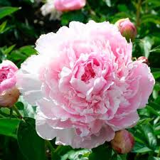 Attēlu rezultāti vaicājumam “Paeonia lactiflora flower”