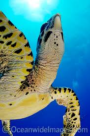 Image result for Eretmochelys imbricata