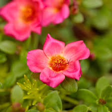 Attēlu rezultāti vaicājumam “Portulaca oleracea flower”