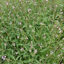 Image result for Verbena officinalis