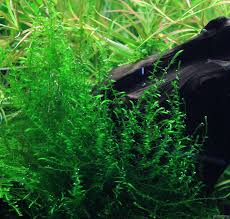 Attēlu rezultāti vaicājumam “Drepanocladus aduncus”