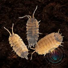 Attēlu rezultāti vaicājumam “Porcellio scaber”