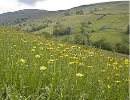 Attēlu rezultāti vaicājumam “Leontodon autumnalis”