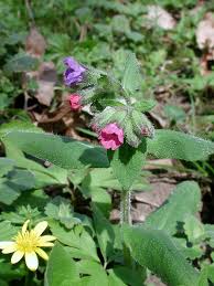 Attēlu rezultāti vaicājumam “Pulmonaria obscura”