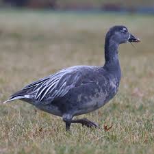 Image result for Anser caerulescens