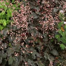 Image result for Heuchera `Swirling Fantasy`