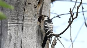 Attēlu rezultāti vaicājumam “Dendrocopos minor female”
