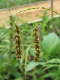 Attēlu rezultāti vaicājumam “Carex globularis flower”