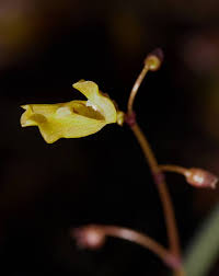 Attēlu rezultāti vaicājumam “Utricularia minor leaf”