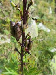 Attēlu rezultāti vaicājumam “Aconitum napellus bud”