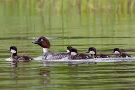 Attēlu rezultāti vaicājumam “Bucephala clangula”