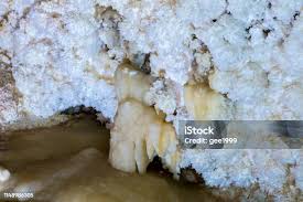 Attēlu rezultāti vaicājumam “Antrodia sinuosa”