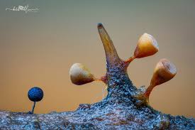 Attēlu rezultāti vaicājumam “Craterium minutum macro”