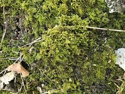 Attēlu rezultāti vaicājumam “Eurhynchium striatum”