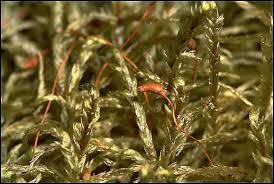 Attēlu rezultāti vaicājumam “Pleurozium schreberi”