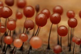 Attēlu rezultāti vaicājumam “Stemonitopsis aequalis var. microspora macro”