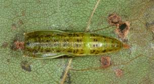 Attēlu rezultāti vaicājumam “Cyclophora annularia”