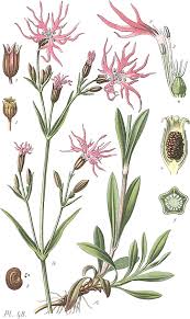 Attēlu rezultāti vaicājumam “Lychnis flos-cuculi fruit”