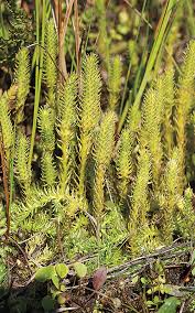 Attēlu rezultāti vaicājumam “Mnium lycopodioides”