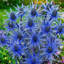 Image result for Eryngium `Blue Hobbit`