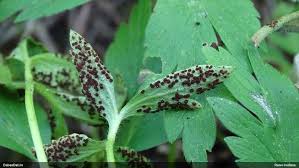 Attēlu rezultāti vaicājumam “Tranzschelia anemones”