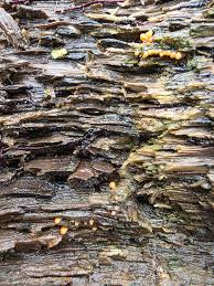 Attēlu rezultāti vaicājumam “Trichia varia young”