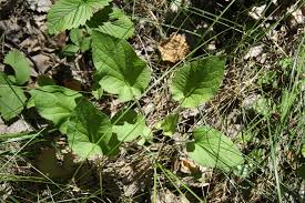 Attēlu rezultāti vaicājumam “Viola hirta leaf”