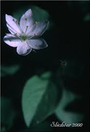 Attēlu rezultāti vaicājumam “Trientalis europaea flower”