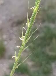Attēlu rezultāti vaicājumam “Elymus caninus fruit”