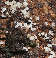 Attēlu rezultāti vaicājumam “Lachnum virgineum”