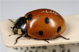 Attēlu rezultāti vaicājumam “Coccinella septempunctata”