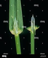 Attēlu rezultāti vaicājumam “Poa trivialis flower”