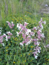 Attēlu rezultāti vaicājumam “Silene vulgaris leaf”