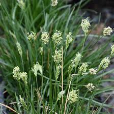 Attēlu rezultāti vaicājumam “Sesleria caerulea leaf”