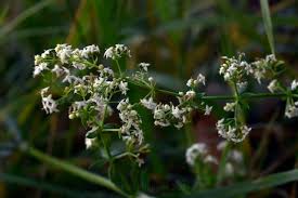 Attēlu rezultāti vaicājumam “Galium elongatum flower”