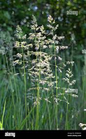 Attēlu rezultāti vaicājumam “Poa compressa leaf”