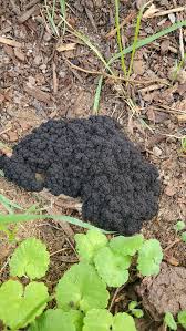 Attēlu rezultāti vaicājumam “Lindbladia tubulina spores”