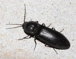 Attēlu rezultāti vaicājumam “Hemicrepidius sp.”