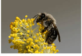 Attēlu rezultāti vaicājumam “Salix cinerea female flower”