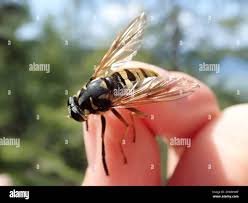 Attēlu rezultāti vaicājumam “Temnostoma vespiforme”