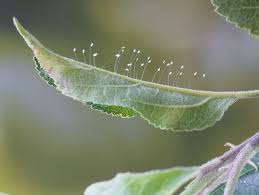 Attēlu rezultāti vaicājumam “Chrysopidae eggs”