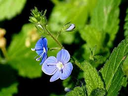 Attēlu rezultāti vaicājumam “Veronica chamaedrys leaf”