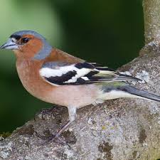 Attēlu rezultāti vaicājumam “Fringilla coelebs female”